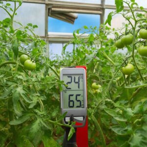 Termometr i gigrometr v teplice ryadom s rasteniyami tomatov, otkrytaya fortochka